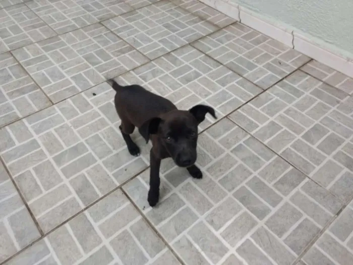 Cachorro raça Sem raça definida idade Abaixo de 2 meses nome Sem nome