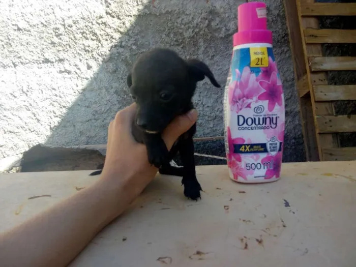 Cachorro ra a Vira lata de porte pequeno idade Abaixo de 2 meses nome Não tem nome