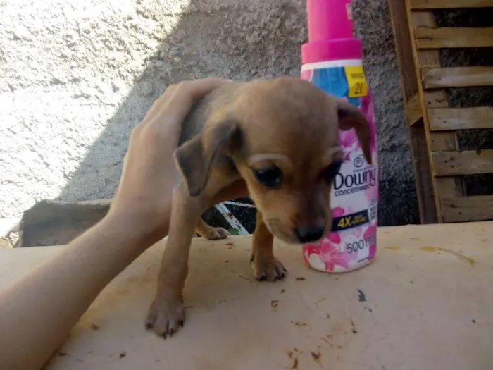 Cachorro ra a Vira lata de porte pequeno idade Abaixo de 2 meses nome Não tem nome