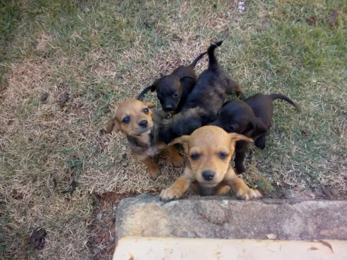 Cachorro ra a Vira lata de porte pequeno idade Abaixo de 2 meses nome Não tem nome