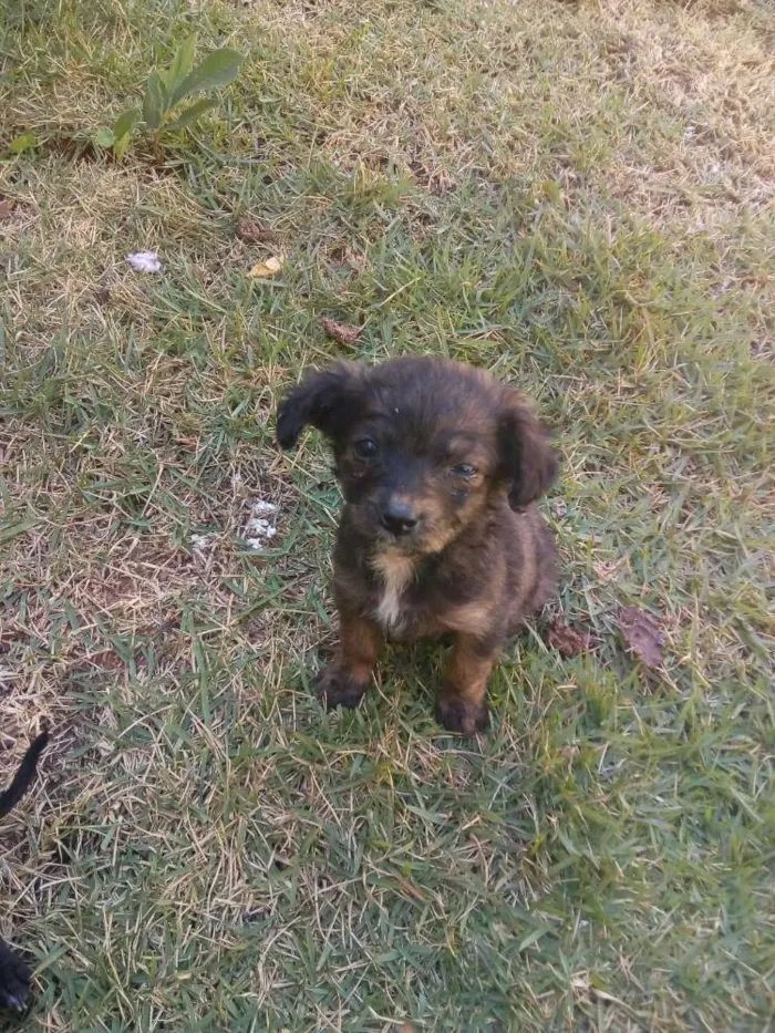 Cachorro ra a Vira lata de porte pequeno idade Abaixo de 2 meses nome Não tem nome