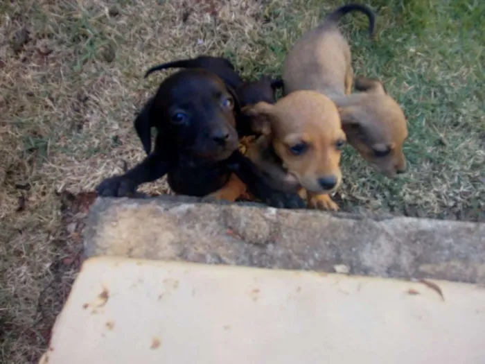 Cachorro ra a Vira lata de porte pequeno idade Abaixo de 2 meses nome Não tem nome