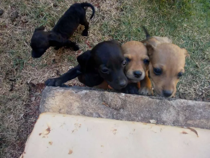 Cachorro ra a Vira lata de porte pequeno idade Abaixo de 2 meses nome Não tem nome