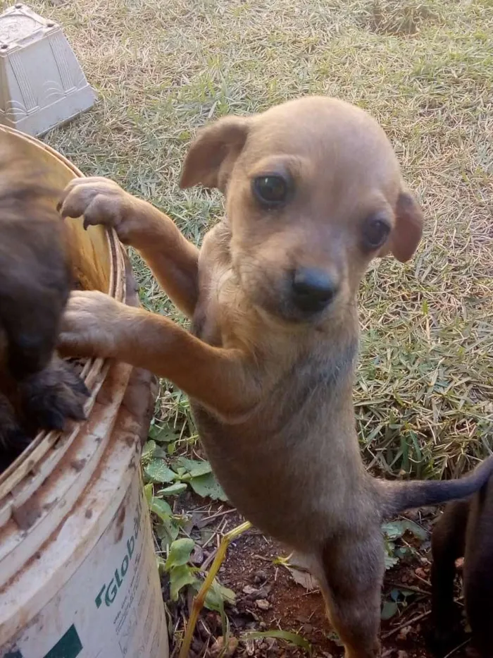 Cachorro ra a Vira lata de porte pequeno idade Abaixo de 2 meses nome Não tem nome