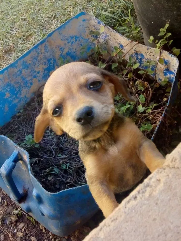 Cachorro ra a Vira lata de porte pequeno idade Abaixo de 2 meses nome Não tem nome