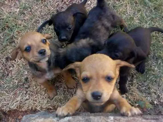 Cachorro ra a Vira lata de porte pequeno idade Abaixo de 2 meses nome Não tem nome