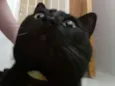  ××× Preto ×××