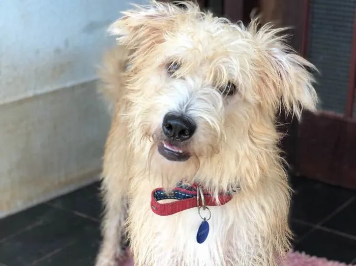 Cachorro ra a Srd idade  nome Johnny
