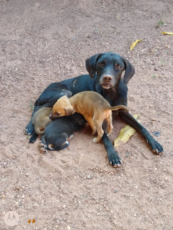 Cachorro raça Vira lata idade 2 a 6 meses nome Não tem nome 