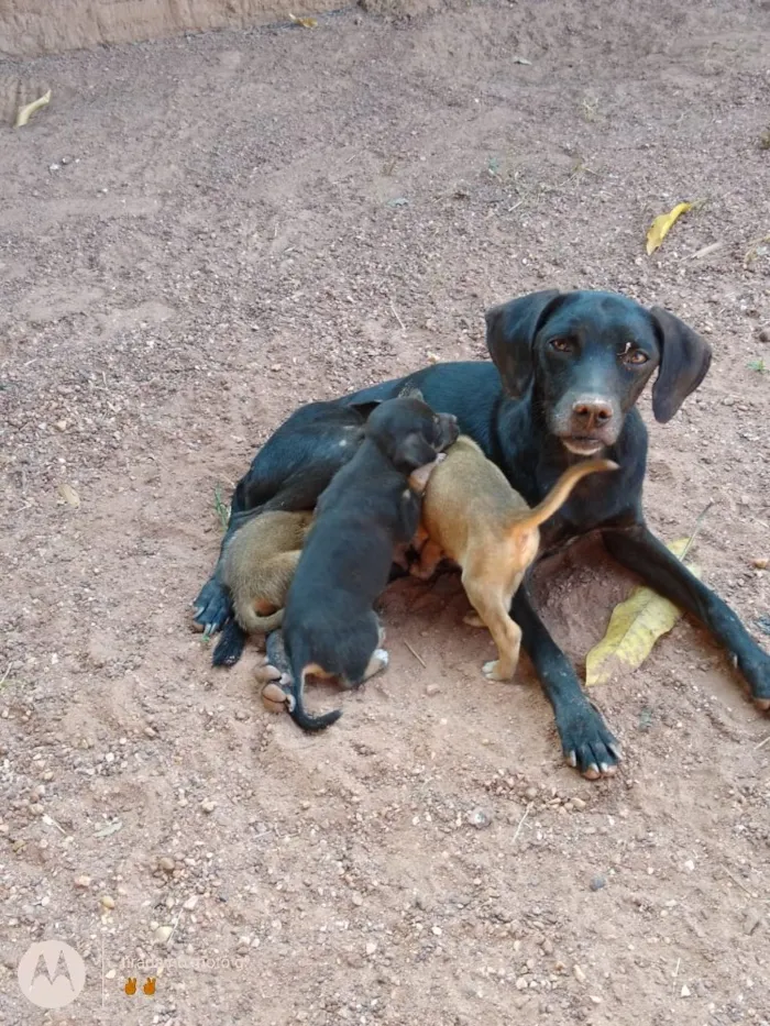 Cachorro raça Vira lata idade 2 a 6 meses nome Não tem nome 