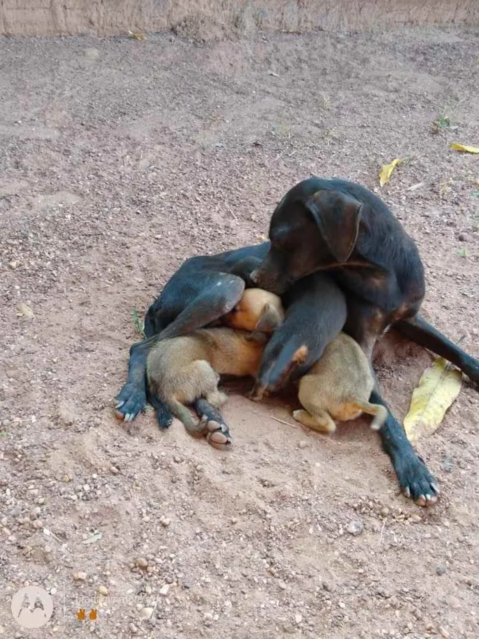 Cachorro raça Vira lata idade 2 a 6 meses nome Não tem nome 