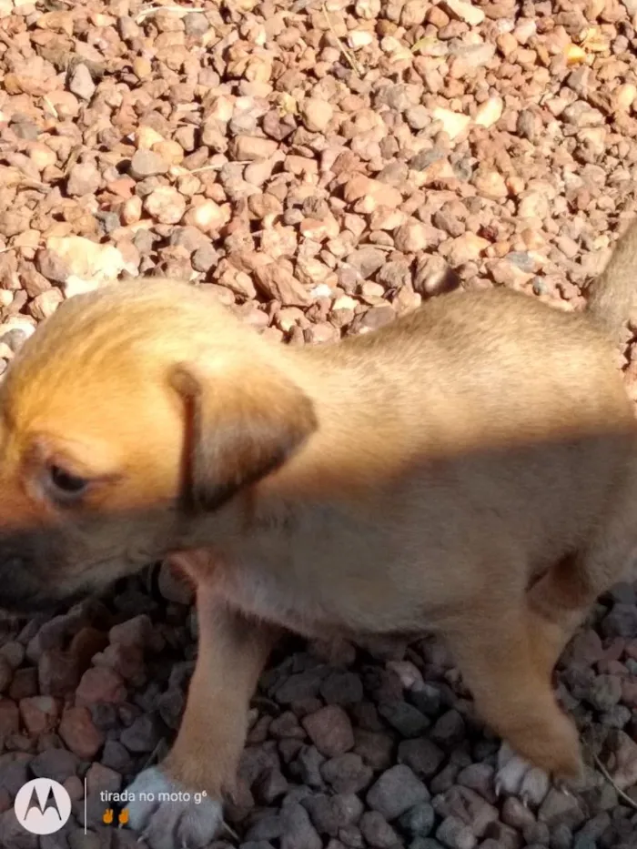 Cachorro raça Vira lata idade 2 a 6 meses nome Não tem nome 