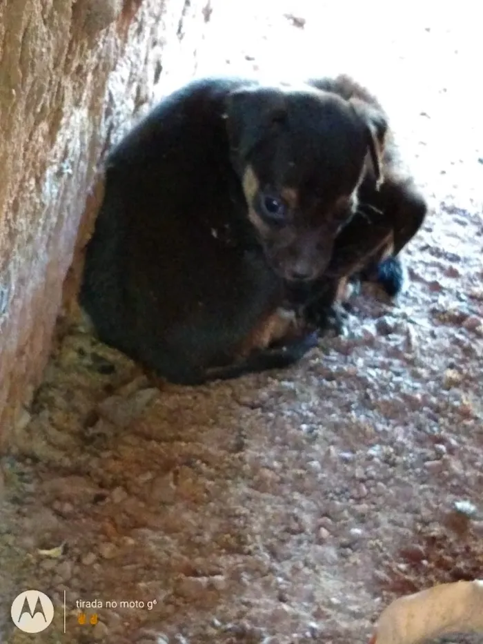 Cachorro raça Vira lata idade 2 a 6 meses nome Não tem nome 