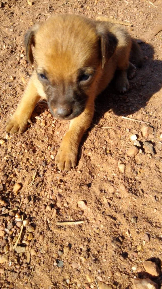 Cachorro raça Vira lata idade 2 a 6 meses nome Não tem nome 