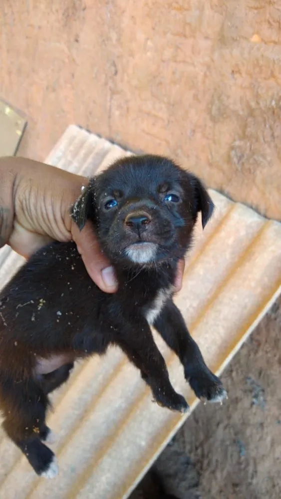 Cachorro raça Vira lata idade 2 a 6 meses nome Não tem nome 