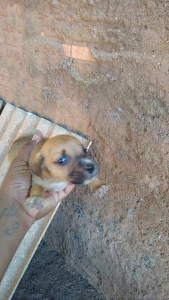 Cachorro raça Vira lata idade 2 a 6 meses nome Não tem nome 