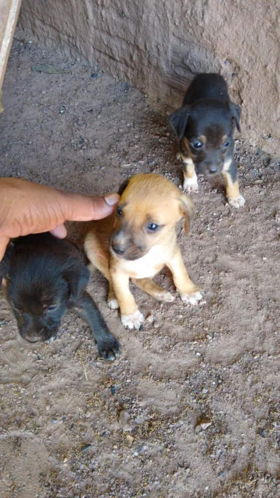 Cachorro raça Vira lata idade 2 a 6 meses nome Não tem nome 