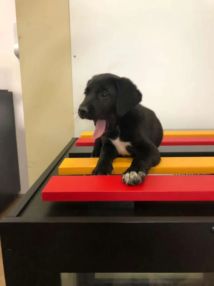 Cachorro ra a Srd idade Abaixo de 2 meses nome Igor
