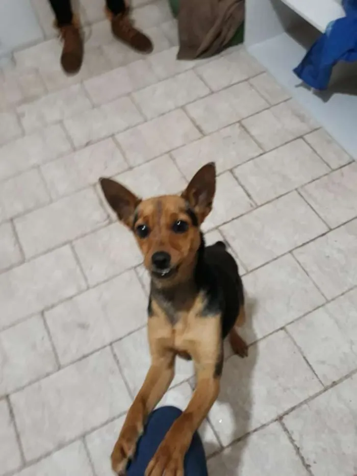 Cachorro raça SRD idade 1 ano nome Mel