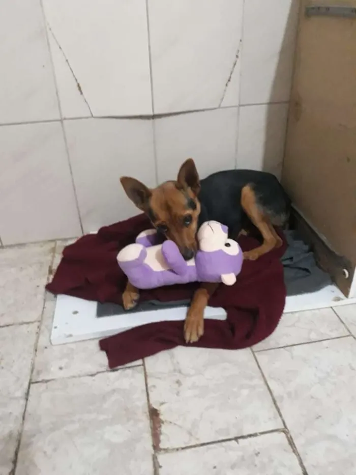 Cachorro raça SRD idade 1 ano nome Mel