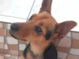 Mel