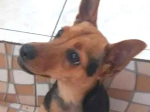 Cachorro raça SRD idade 1 ano nome Mel