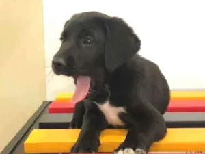 Cachorro raça Srd idade Abaixo de 2 meses nome Igor