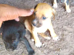 Cachorro raça Vira lata idade 2 a 6 meses nome Não tem nome 