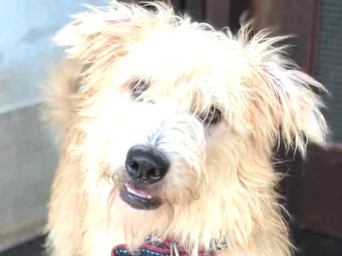Cachorro ra a Srd idade  nome Johnny