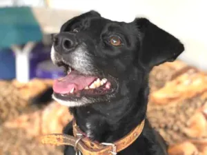 Cachorro raça Srd idade  nome Estela