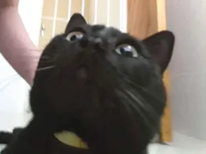 Gato raça SRD idade 4 anos nome  ××× Preto ×××
