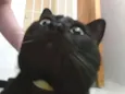 ××× Preto ×××