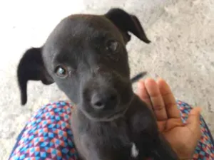 Cachorro raça Sem raça definida idade Abaixo de 2 meses nome Sem nome