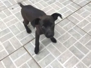 Cachorro raça Sem raça definida idade Abaixo de 2 meses nome Sem nome.
