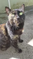 Pantera