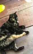 Pantera