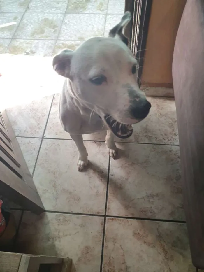 Cachorro ra a Pitbull misturado idade 1 ano nome Chark