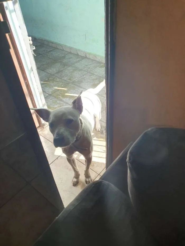 Cachorro ra a Pitbull misturado idade 1 ano nome Chark
