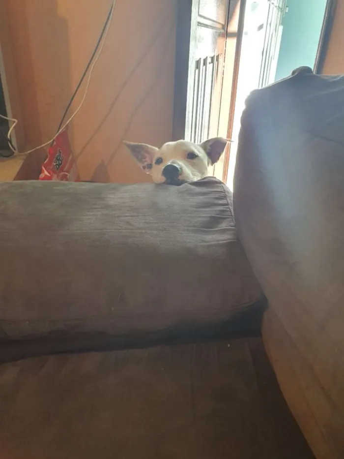 Cachorro ra a Pitbull misturado idade 1 ano nome Chark