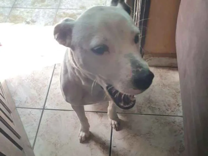 Cachorro ra a Pitbull misturado idade 1 ano nome Chark