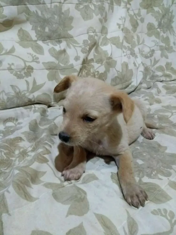 Cachorro ra a Indefinida  idade 2 a 6 meses nome Sem nome