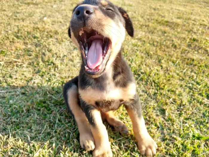 Cachorro ra a srd idade 2 a 6 meses nome Tina Turner