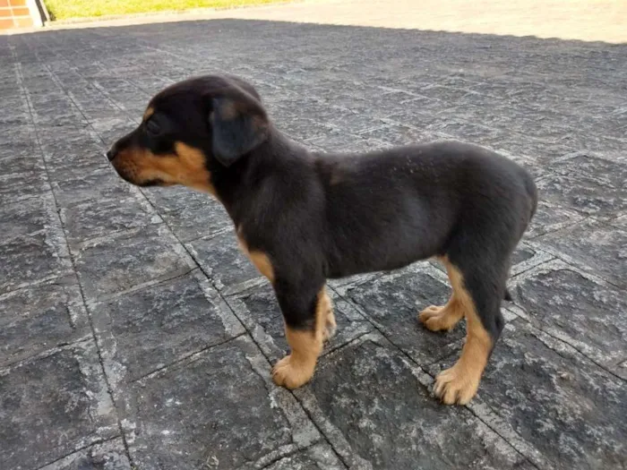 Cachorro ra a srd idade 2 a 6 meses nome Tina Turner