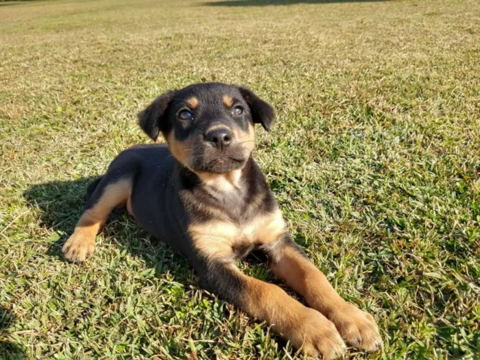 Cachorro ra a srd idade 2 a 6 meses nome Tina Turner