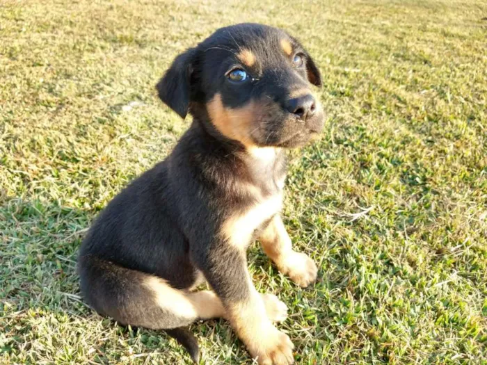 Cachorro ra a srd idade 2 a 6 meses nome Tina Turner