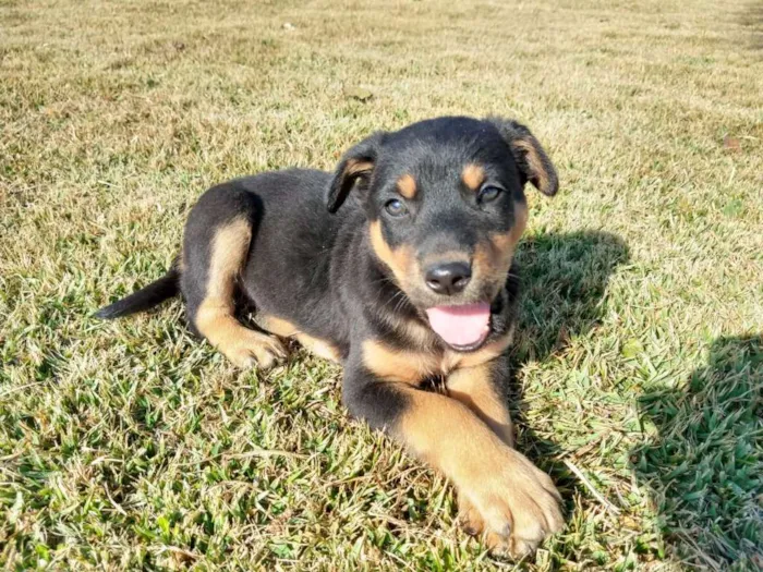 Cachorro ra a srd idade 2 a 6 meses nome Tina Turner