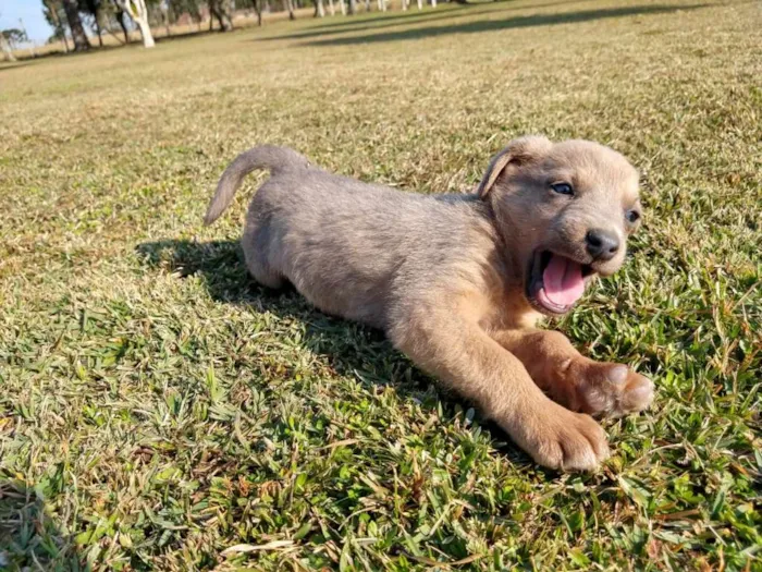 Cachorro ra a srd idade 2 a 6 meses nome Ozzy Osbourne