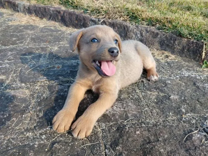 Cachorro ra a srd idade 2 a 6 meses nome Ozzy Osbourne