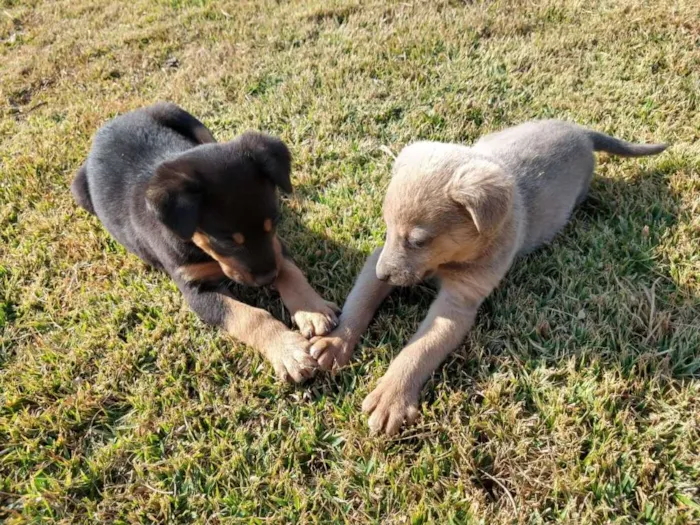 Cachorro ra a srd idade 2 a 6 meses nome Ozzy Osbourne