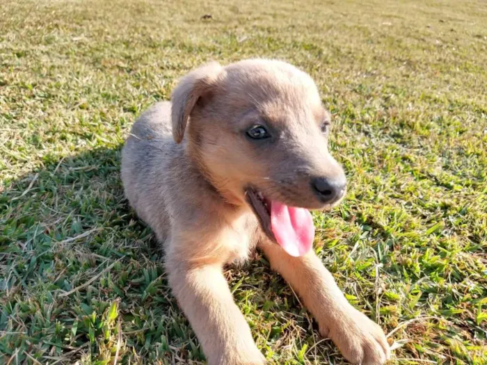 Cachorro ra a srd idade 2 a 6 meses nome Ozzy Osbourne